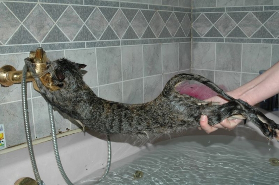 Cat pictures｜お風呂はいやー