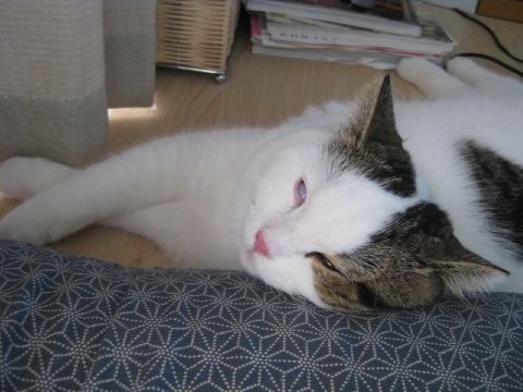 Cat pictures｜白目こわい