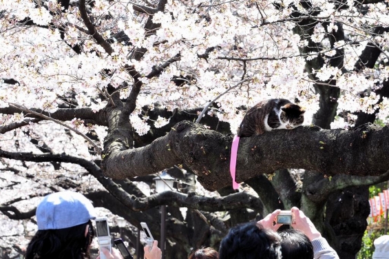 Cat pictures｜桜の木登り