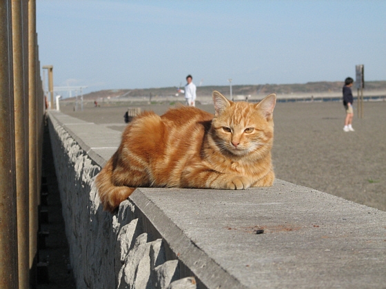 Cat pictures｜海辺で日向ぼっこ