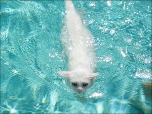 Cat pictures｜水泳