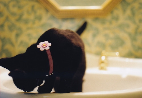 Cat pictures｜お花の首輪、似合うでしょ