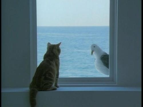 Cat pictures｜海はいいなー