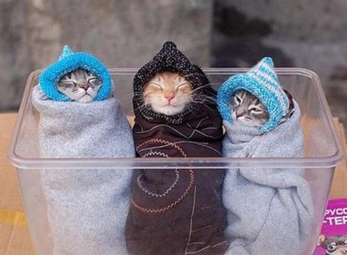 Cat pictures｜今日は寒いですな