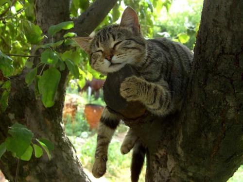 Cat pictures｜木の上でお昼寝