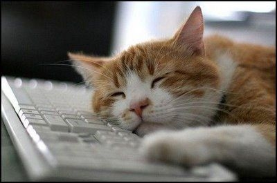 Cat pictures｜パソコンは疲れるにょ
