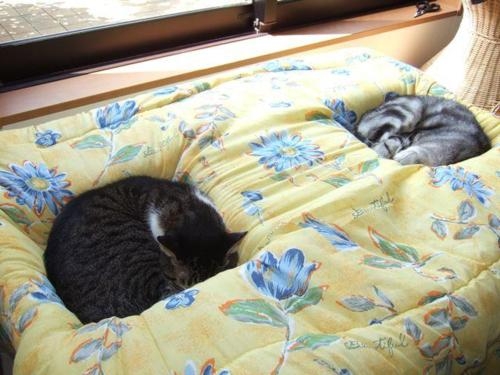 Cat pictures｜専用ベッド