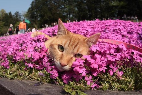 Cat pictures｜お花の布団