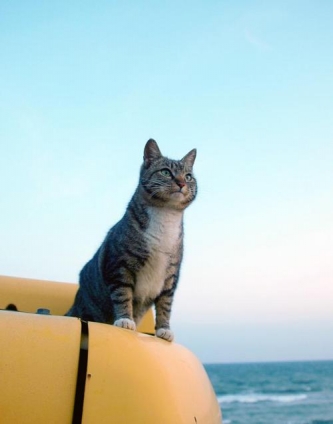 Cat pictures｜海の男
