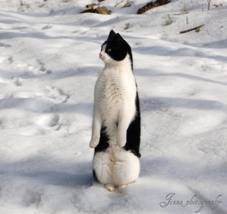 Cat pictures｜ペンギンの疑いのある猫 part.2
