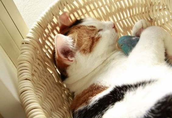 Cat pictures｜猫がインコを抱っこ寝！