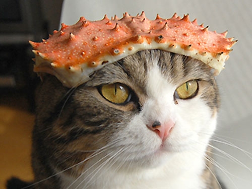 Cat pictures｜蟹の殻、乗せてみました