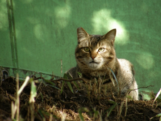 Cat pictures｜木陰の野良猫