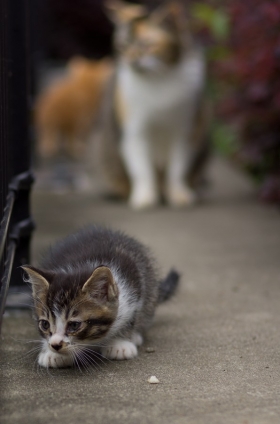 Cat pictures｜はぐれるな