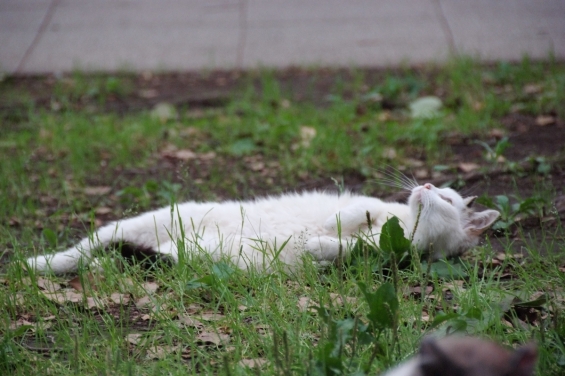 Cat pictures｜魚は降ってこないぞ