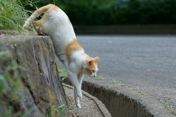 Cat pictures｜またいつか