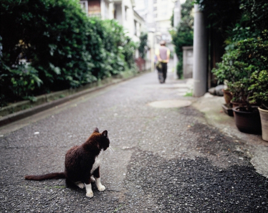 Cat pictures｜気になる