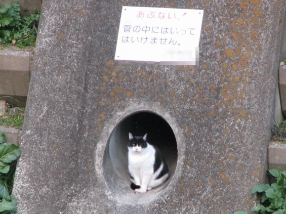 Cat pictures｜立ち入り禁止