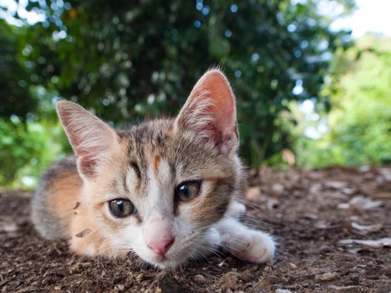 Cat pictures｜ストラップが気になる