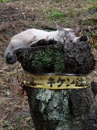 Cat pictures｜キケン