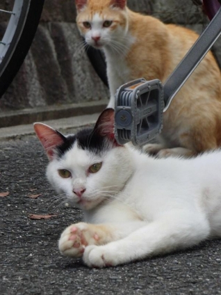 Cat pictures｜自転車に群がる