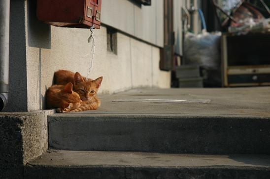 Cat pictures｜長崎の子猫