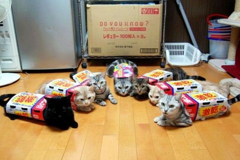 Cat pictures｜大流行！