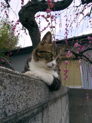 Cat pictures｜おつかれさん