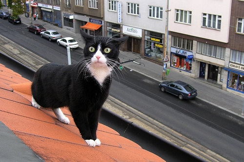 Cat pictures｜屋根の上のタキシード猫