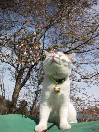 Cat pictures｜春の香りだね