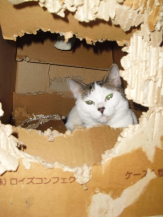 Cat pictures｜芸術が爆発