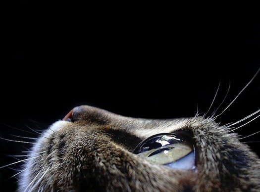 Cat pictures｜猫の眼