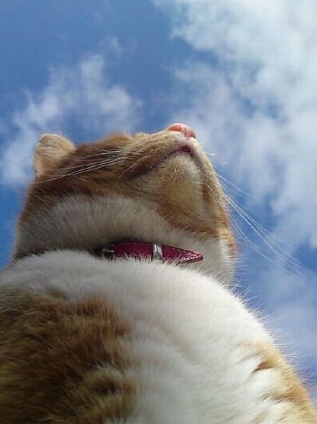 Cat pictures｜空が高い