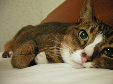 Cat pictures｜ペンション猫