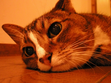 Cat pictures｜ペンション猫