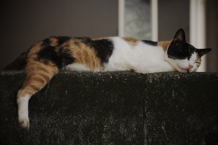 Cat pictures｜塀の上の猫