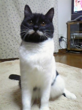 Cat pictures｜白ちょび髭
