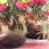 Cat pictures｜花が好き
