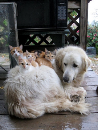 Cat pictures｜家族の肖像
