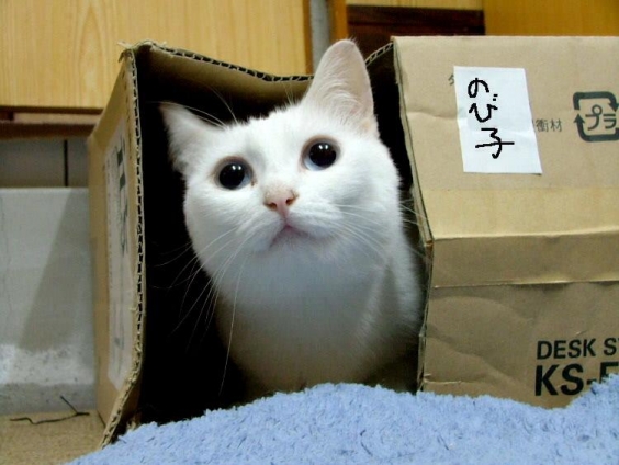 Cat pictures｜みんな箱がスキ