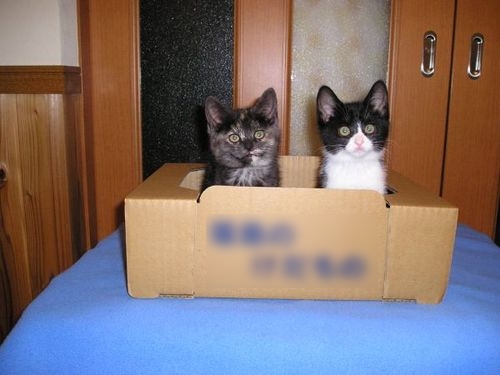 Cat pictures｜みんな箱がスキ