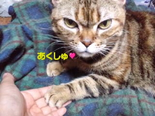 Cat pictures｜あくしゅ～♪