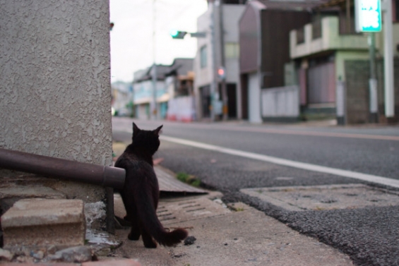 Cat pictures｜黒にゃｎ思案中