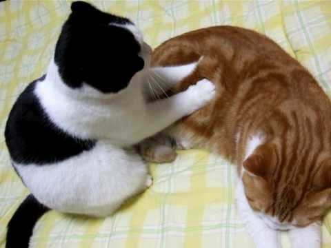 Cat pictures｜按摩　白黒屋
