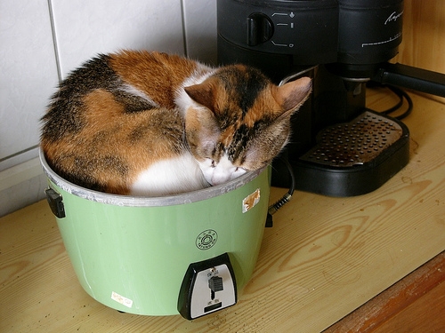 Cat pictures｜炊飯器の中で熟睡するぬこさま