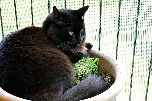Cat pictures｜植木鉢で哲学するの巻