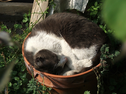 Cat pictures｜植木鉢deにゃンモナイト