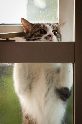 Cat pictures｜かーさん・・・窓もちょっと開けてください