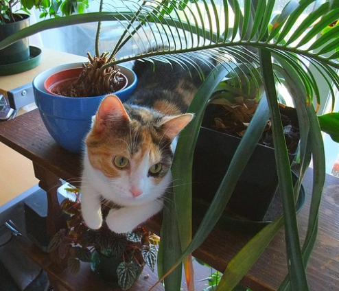 Cat pictures｜植木鉢の間で涼をとる
