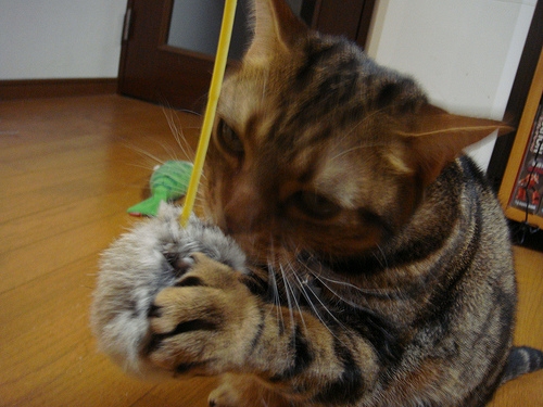 Cat pictures｜両手でキャッチ！
